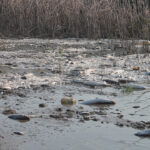 manyas golunde toplu balik olumleri inceleniyor KZt8ECmV