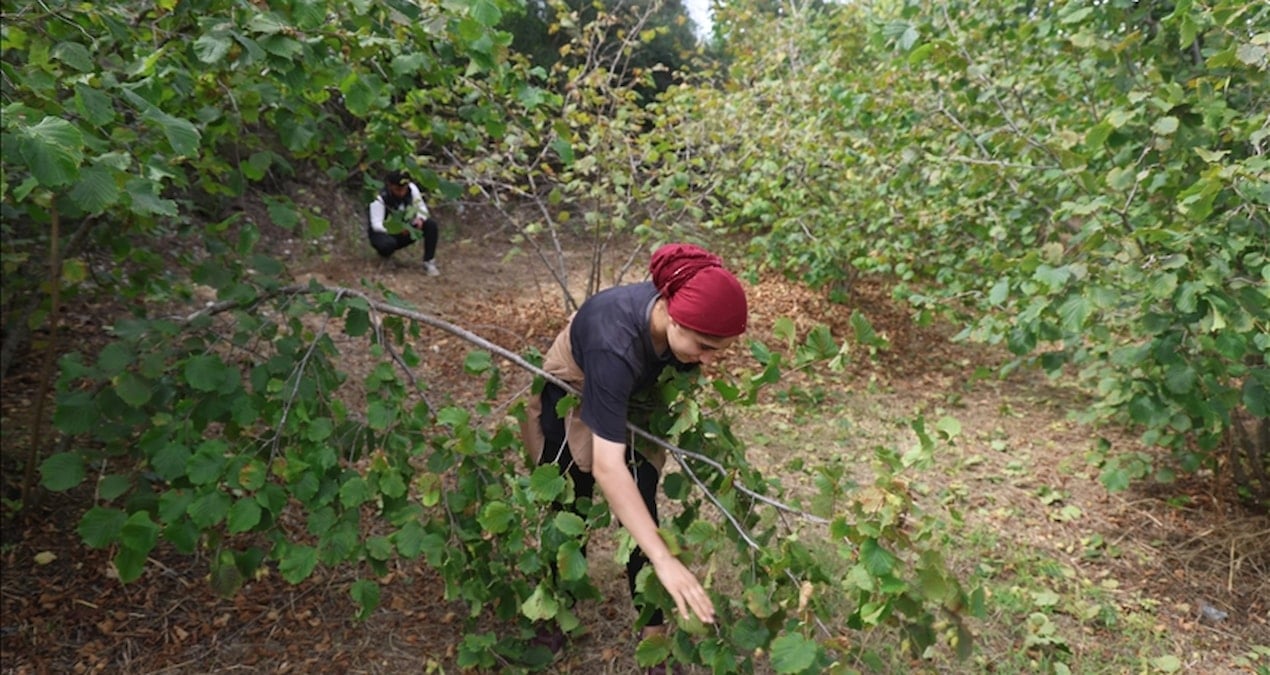 hasadi file orguyle yapiliyor yuzde 80 tasarruf sagliyor rekolte bu yil rekor kirdi 7lx4m2eE