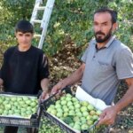 malatyada akcadag armudu hasadi basladi TbiBCtjx