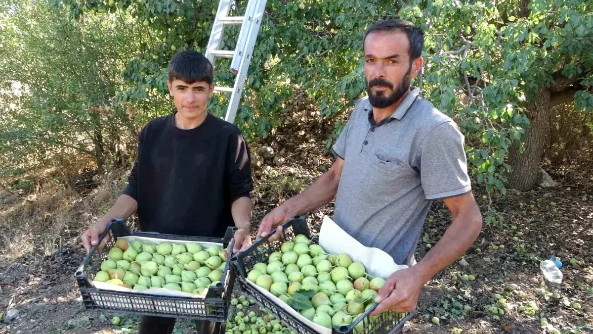 Malatya’da Akçadağ Armudu Hasadı Başladı malatyada akcadag armudu hasadi basladi TbiBCtjx