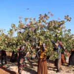 gaziantepte antep fistigi hasat sezonu sona erdi WuY77331