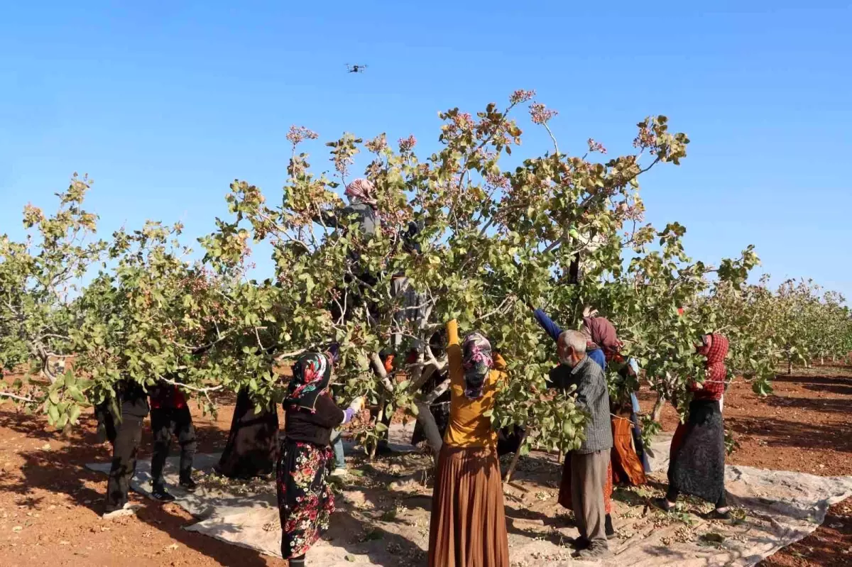 gaziantepte antep fistigi hasat sezonu sona erdi WuY77331