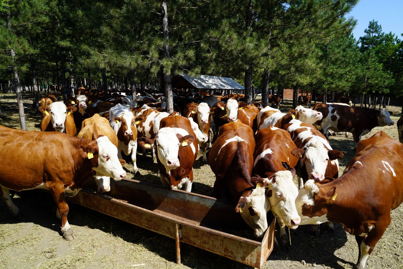 Dolandırılan besiciler.