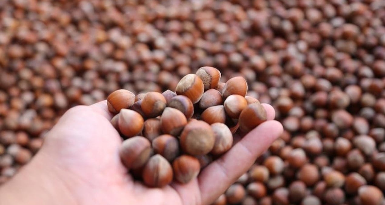 turkiye findik ihracatindan 10 ayda 18 milyar dolarlik gelir GeATntBX.jpg