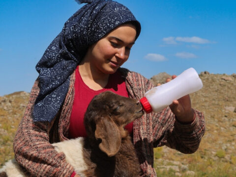 Anneleri reddetti o sahip cikti kuzucuklar bir an olsun pesinden ayrilmiyor MKGebJtN